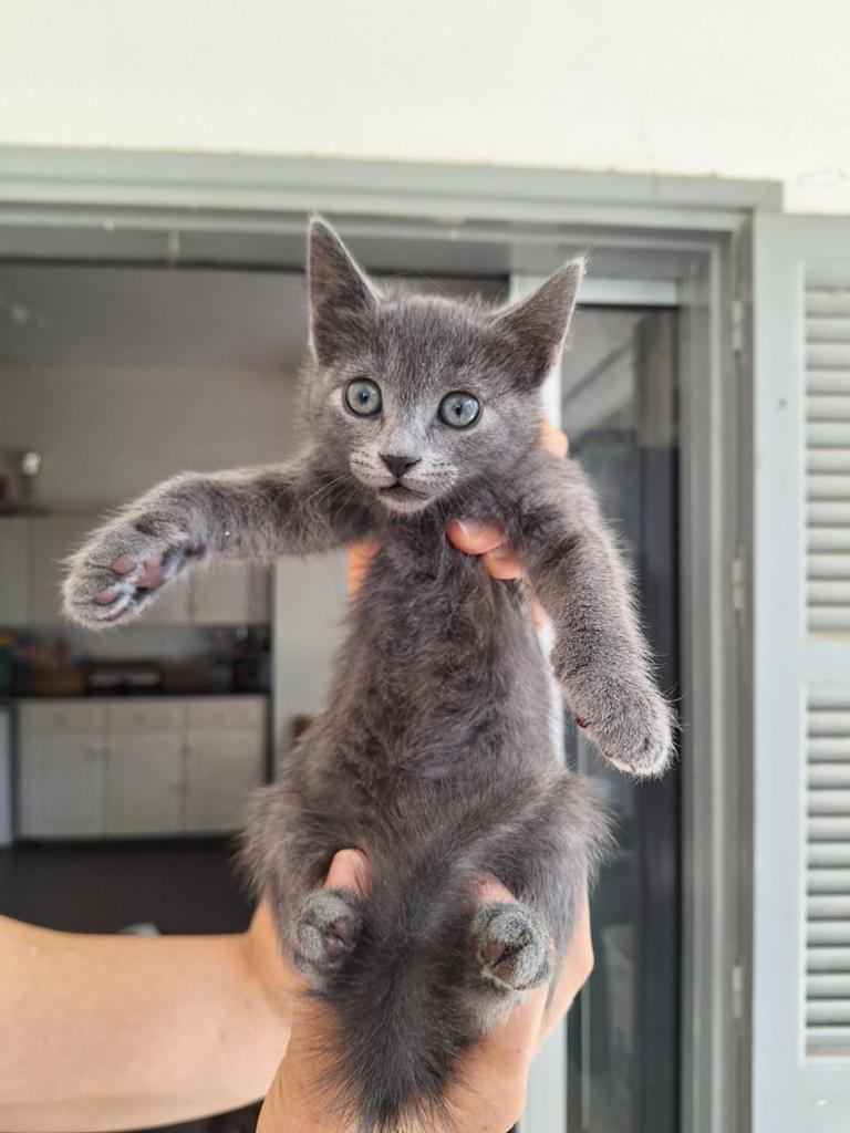 Lux bijna 3 mnd (nog op cyprus) zoek haar forever home, Dieren en Toebehoren, Katten en Kittens | Overige Katten, Poes