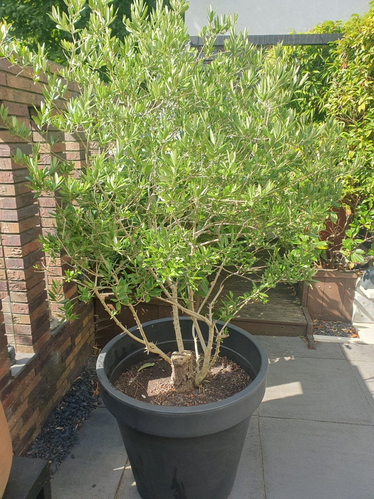 prachtige volle olijfboom met dikke stam incl XXL plantenbak, Ophalen, Struik, 100 tot 250 cm