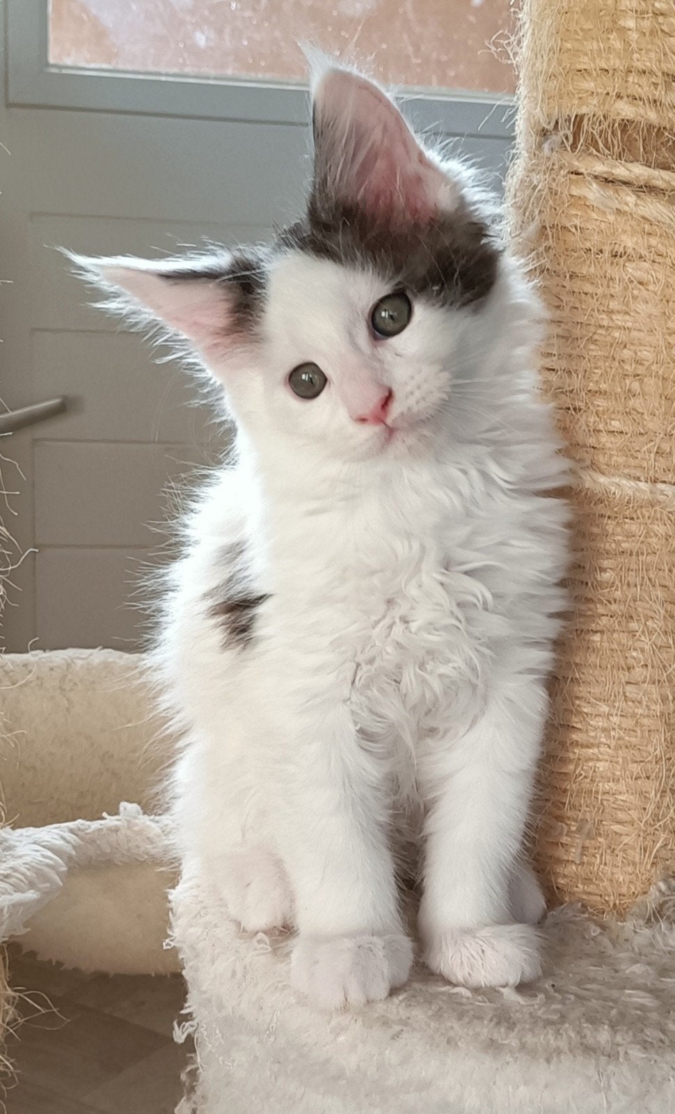 Raszuivere Maine Coon kittens, Dieren en Toebehoren, Katten en Kittens | Raskatten | Langhaar, Meerdere dieren, 0 tot 2 jaar, Gechipt