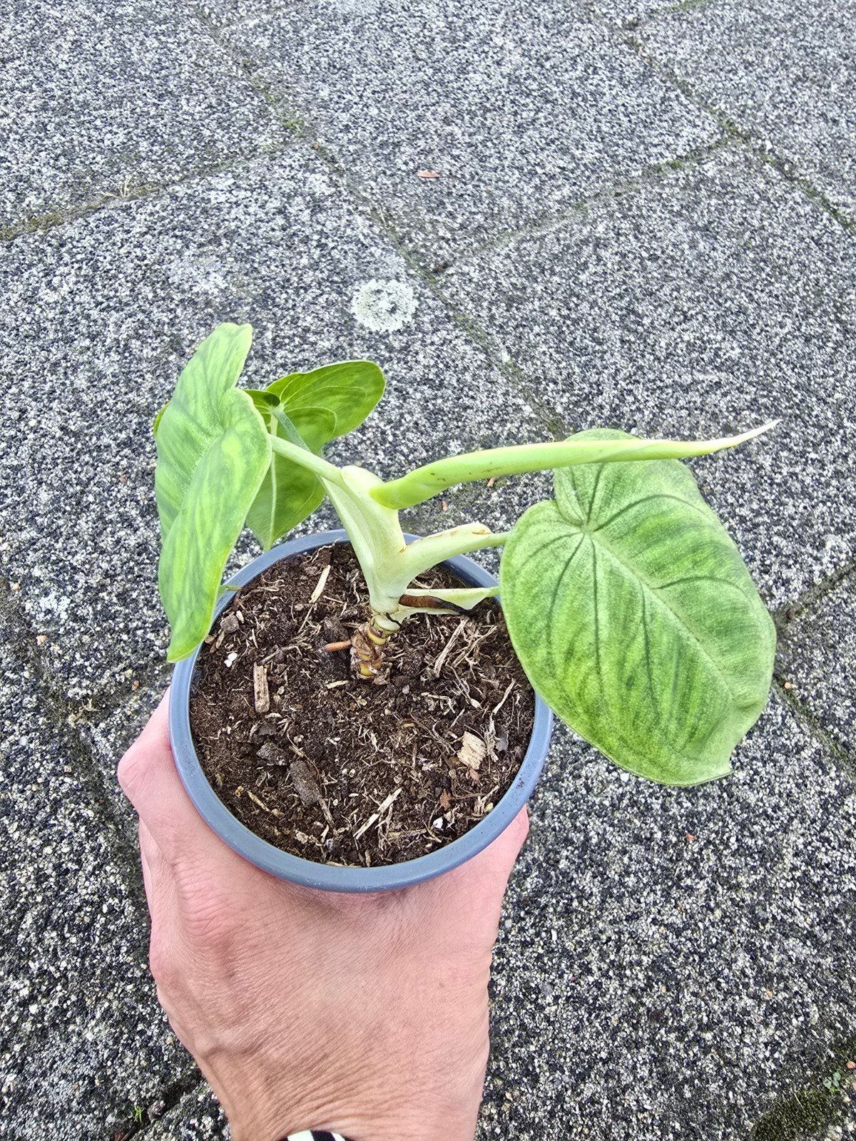 syngonium Frosted heart, Ophalen of Verzenden, Halfschaduw, Minder dan 100 cm