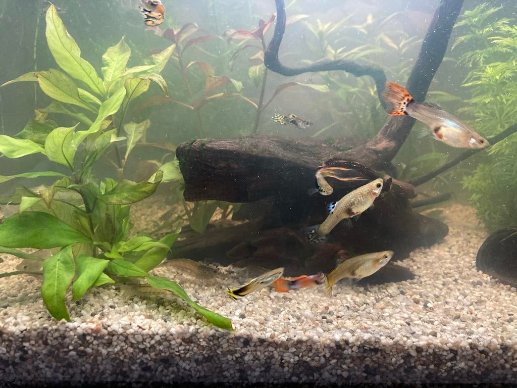 Guppy’s te koop, Dieren en Toebehoren, Vissen | Aquariumvissen, Vis