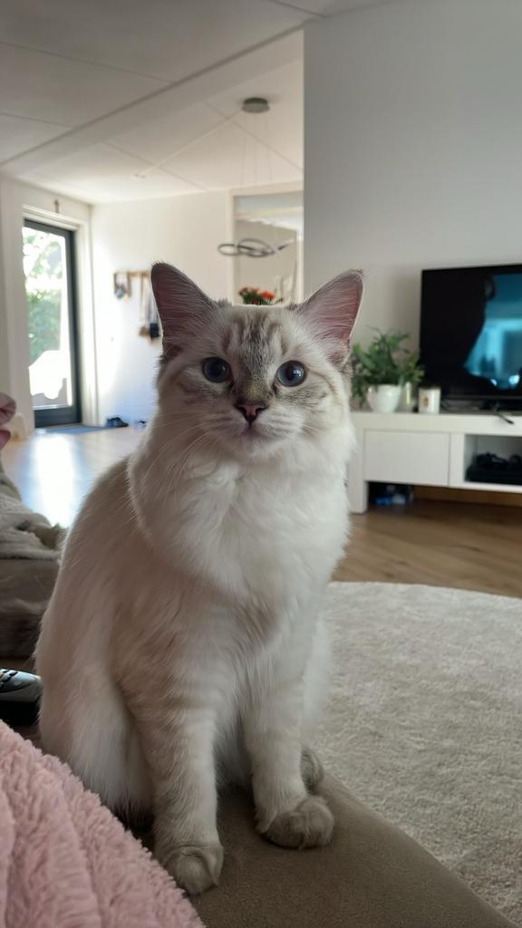 Ragdoll Kittens, Meerdere dieren, 0 tot 2 jaar