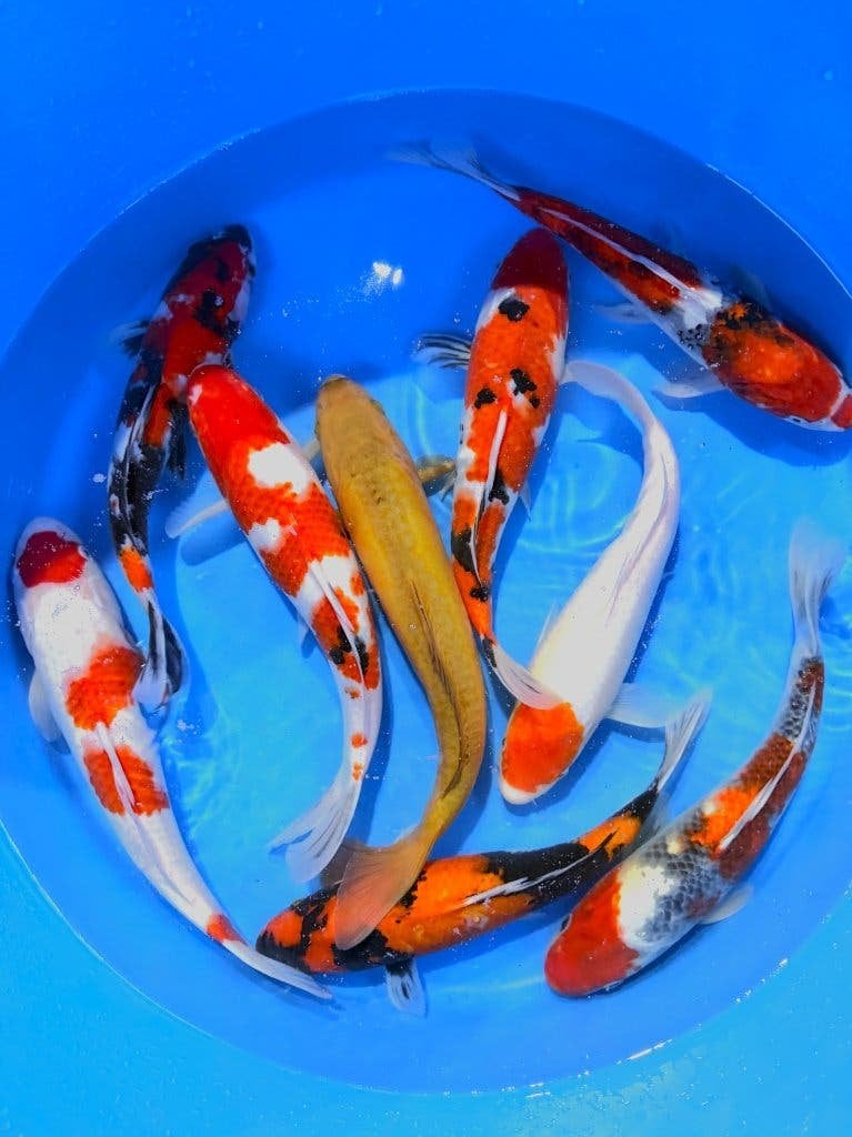 Japanse koi Nisai, Marusei, keus uit 500 Jonge koi 30/45cm, Karper of Koi