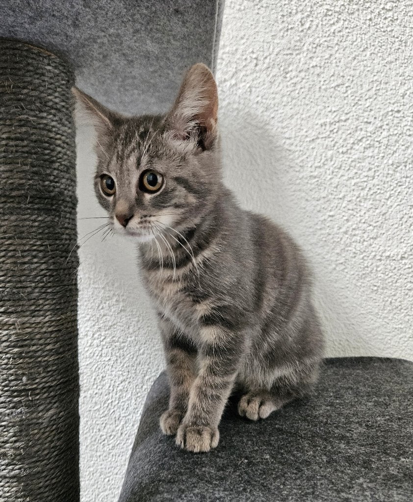 Lieve kitten/poesje. Kruising Blauwe Rus, Meerdere dieren, Kortharig, 0 tot 2 jaar