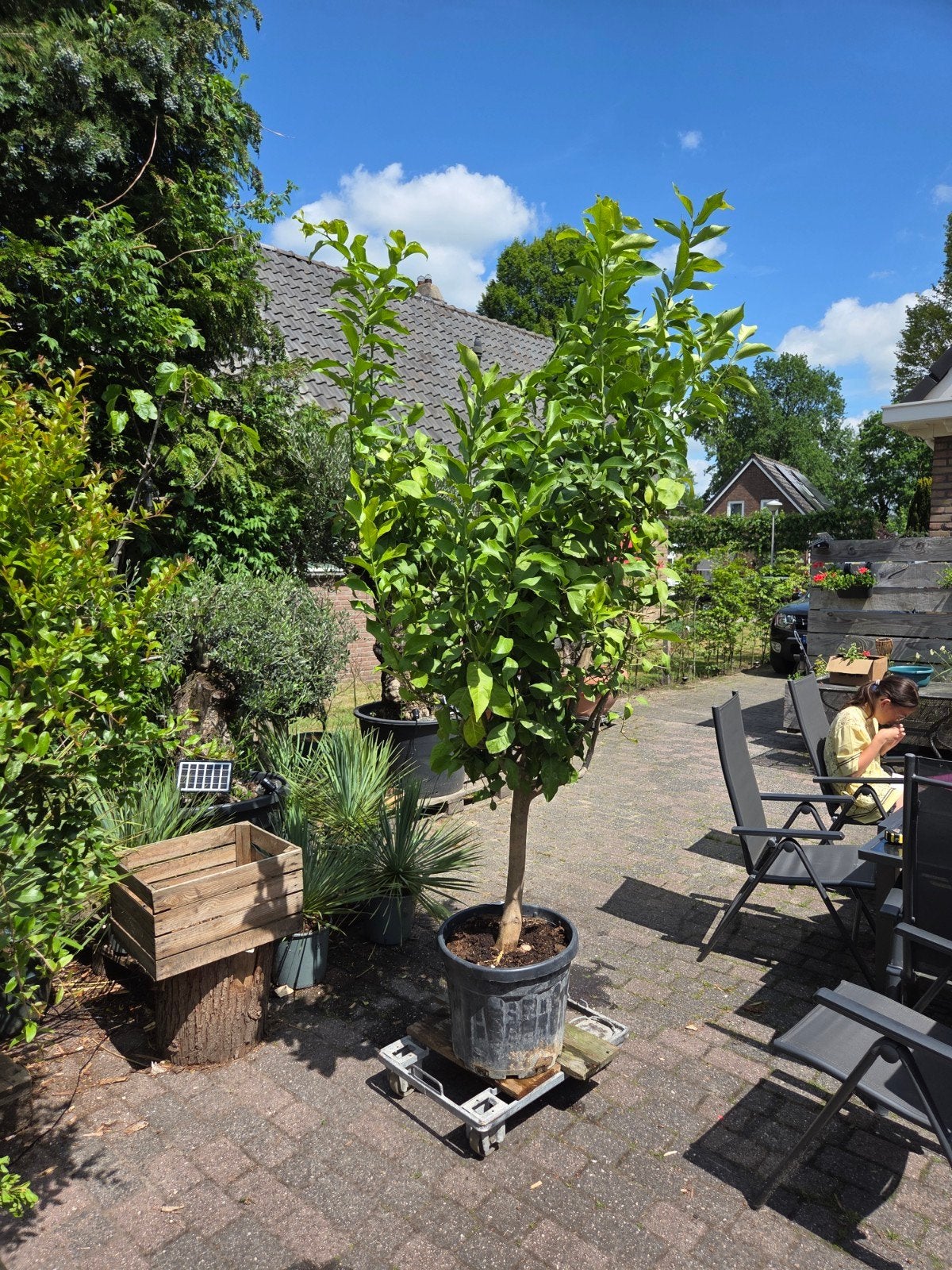 Grote Citroenboom met Jonge Citroenen - 220 cm hoog, Volle zon, Bloeit niet, 100 tot 250 cm, Overige soorten