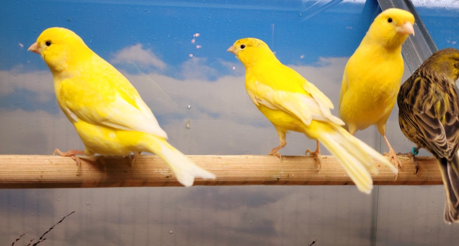 Gezocht voor de winkel kanaries mannen en poppen., Meerdere dieren, Kleurkanarie