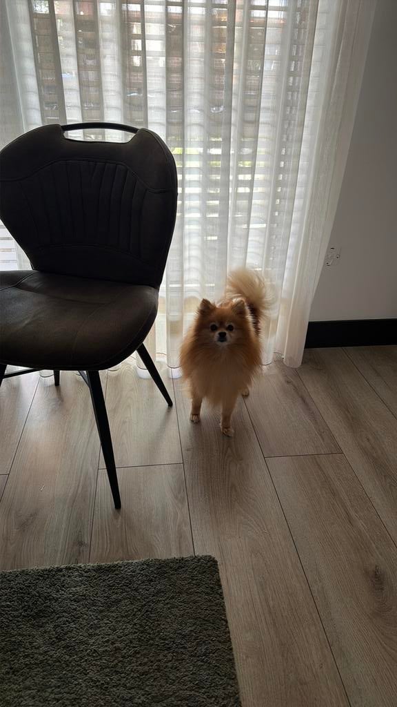 Wij zoeken oppas voor Pablo, Diensten en Vakmensen, Dieren | Honden | Verzorging, Oppas en Les, Particuliere oppas