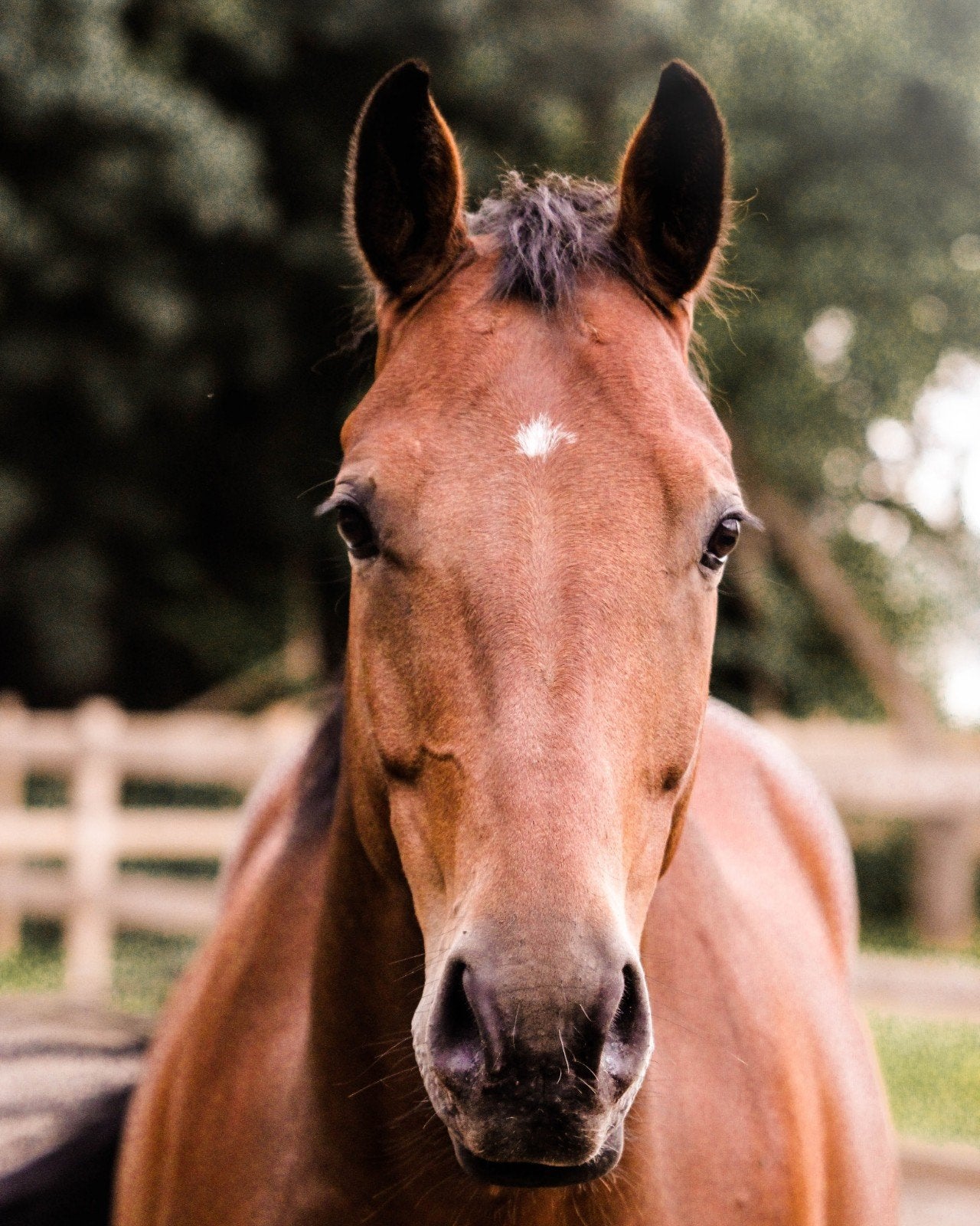 Verzorger (16+)/stalhulp(14+) gezocht, Dieren en Toebehoren, Paarden en Pony's | Overige Paardenspullen, Ophalen, Overige soorten
