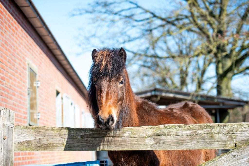 Dekhengst ijslander, Dieren en Toebehoren, Ophalen, Nieuw