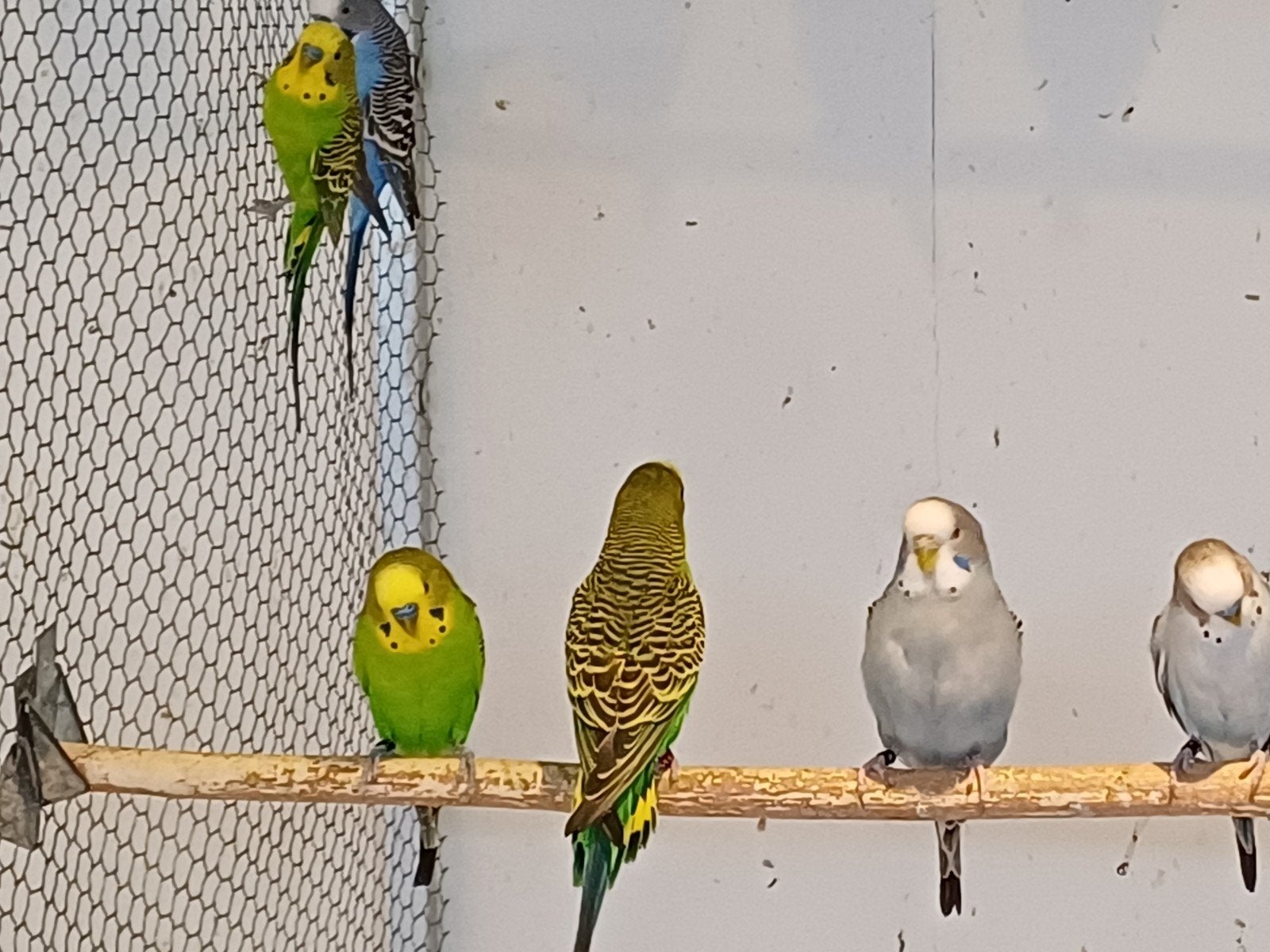 Grasparkieten, Dieren en Toebehoren, Meerdere dieren, Parkiet, Geringd