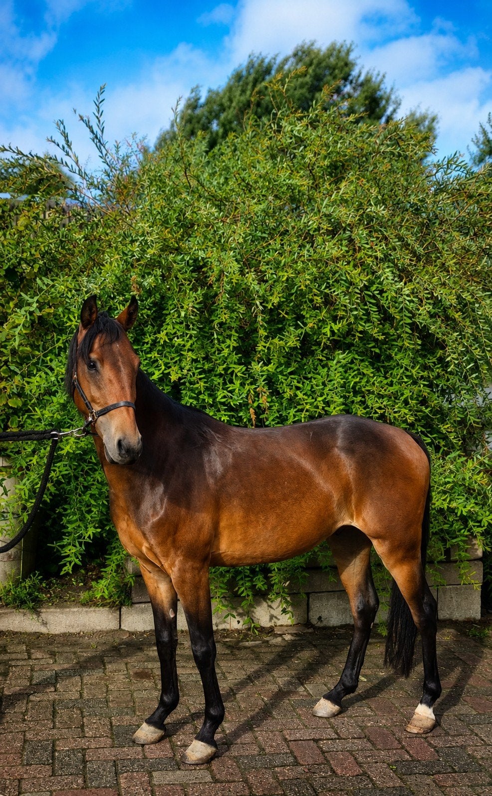 Nieuw advertentie: meerdere pony’s, Merrie, 3 tot 6 jaar