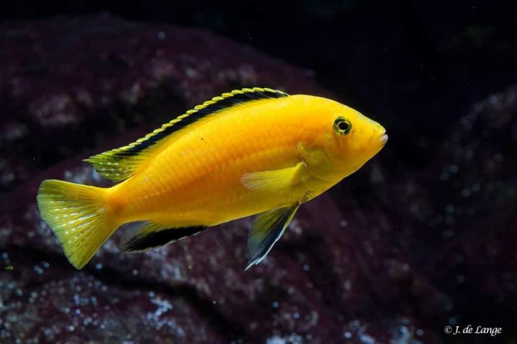 3 x gele malawicichlide gaan samen weg 10 cm, Vis, Zoetwatervis