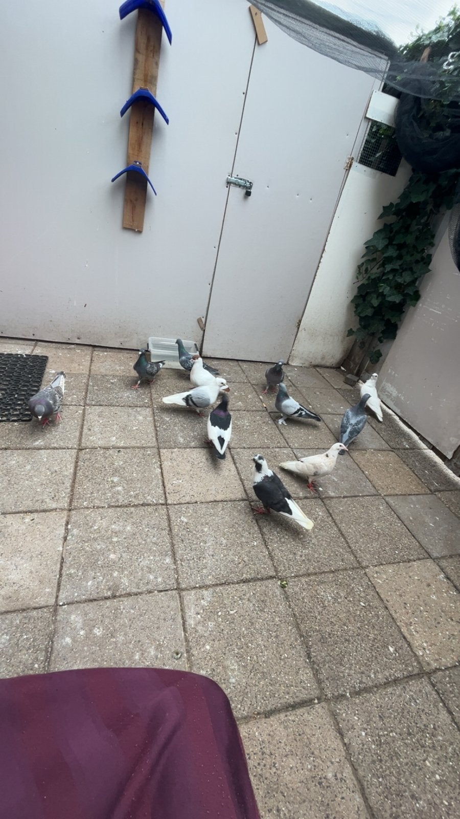 Duiven tekoop, Meerdere dieren