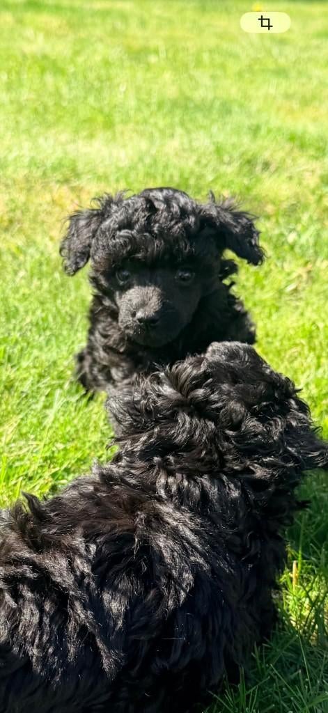 toypoedel pups fci stamboom, Poedel, Parvo, België, Fokker | Hobbymatig