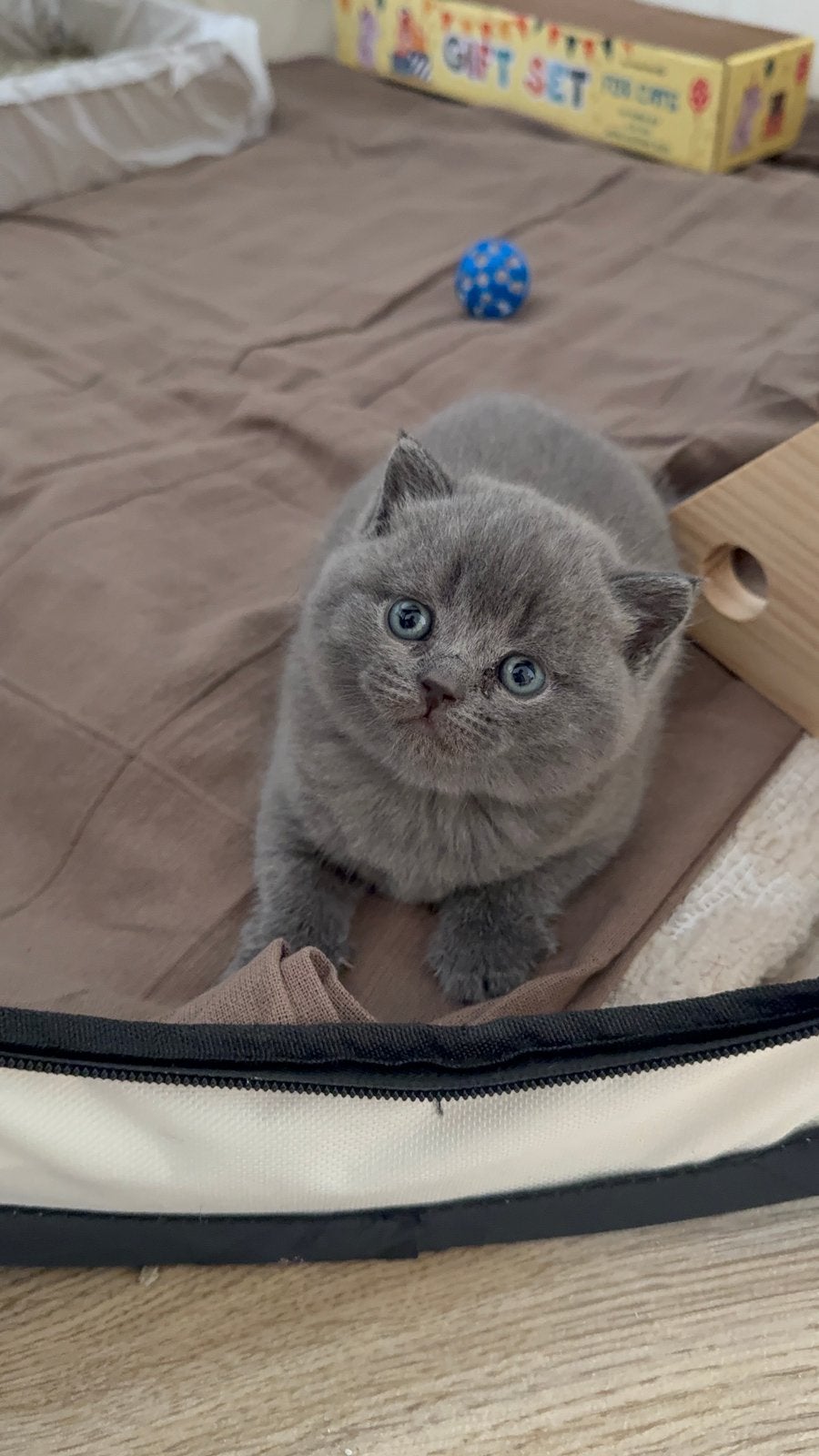 Twee Britse Korthaar kittens, Dieren en Toebehoren, Geslacht onbekend, Kortharig, 0 tot 2 jaar