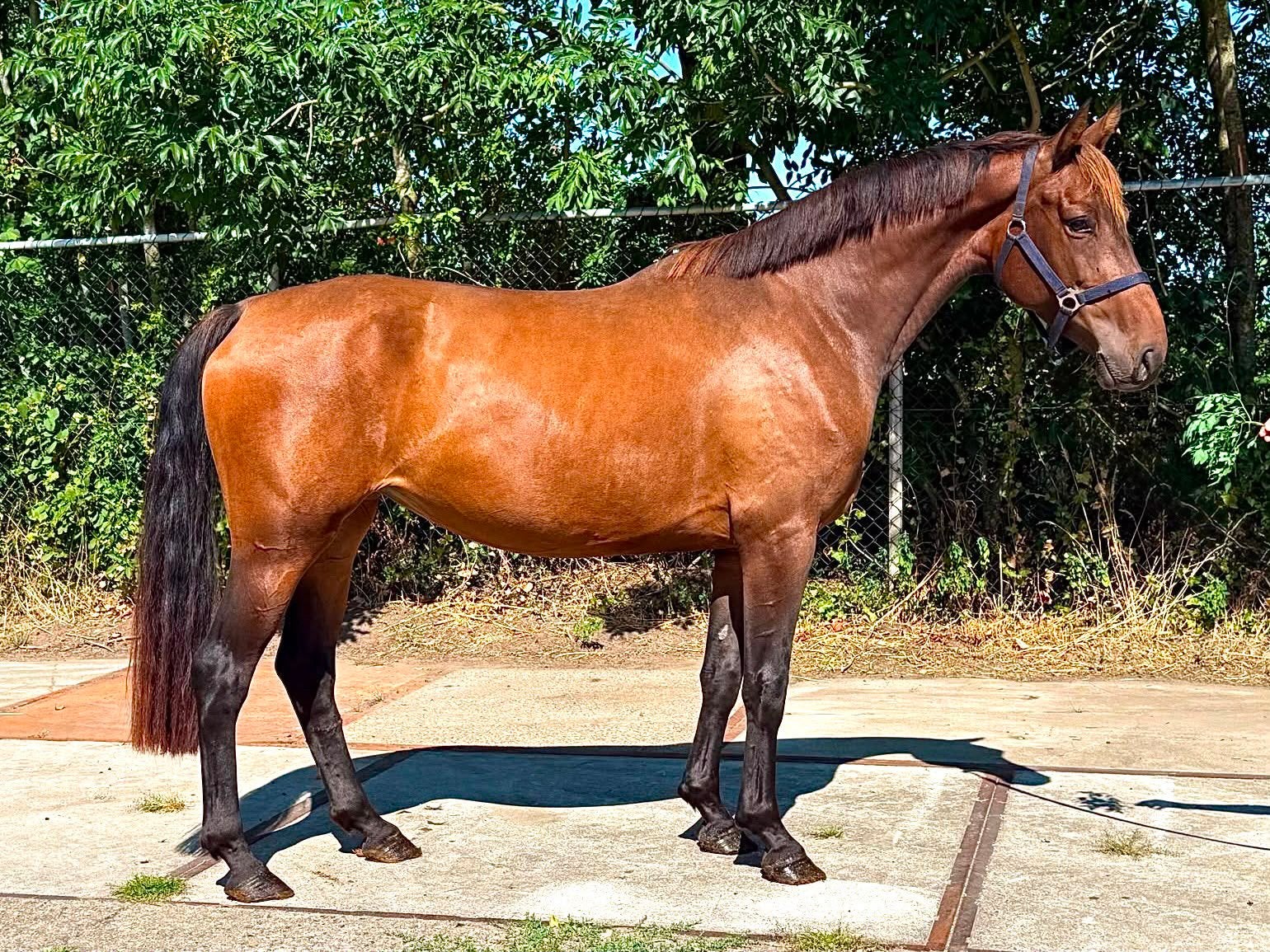 Stoere 5 jarige Lord Diamond x Apache merrie, Dieren en Toebehoren, Paarden, Merrie, Met stamboom, Dressuurpaard, 3 tot 6 jaar