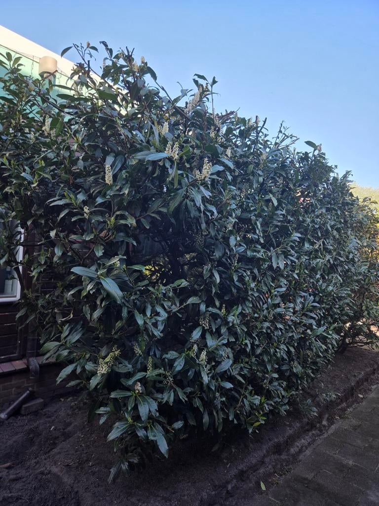 Supergrote reuze Laurier struik 40jr+ 5x3m, Ophalen of Verzenden, Laurier, 100 tot 250 cm