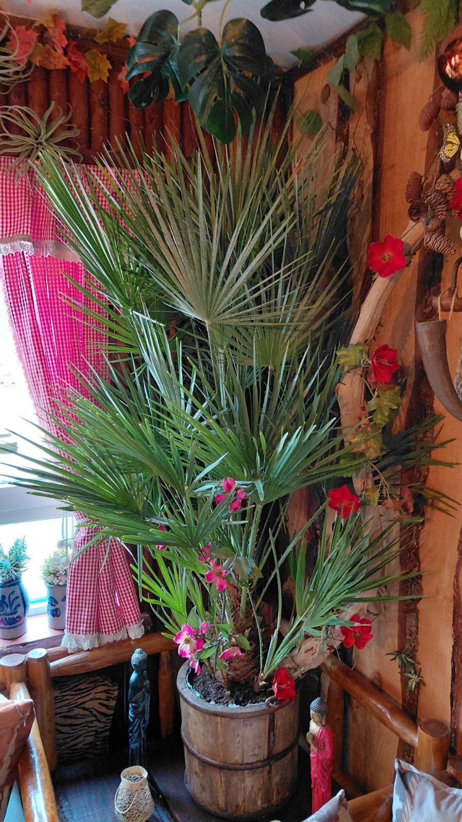 chamea palm 1.70 hoog diameter 70 cm, Ophalen of Verzenden