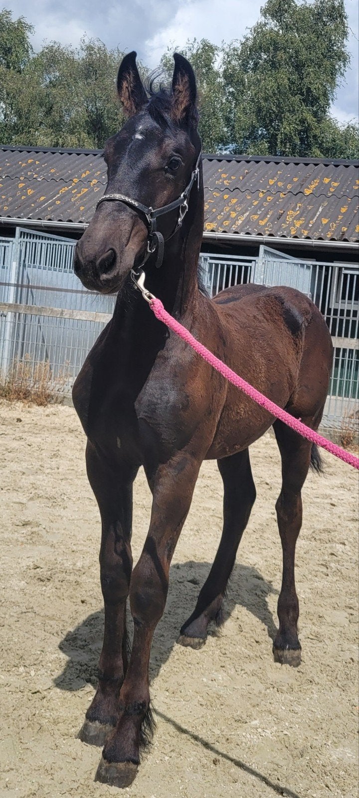 fries hengstenveulen Nisse 544 x Maurits 437, Dieren en Toebehoren, Paarden, Minder dan 160 cm, Niet van toepassing, Dressuurpaard