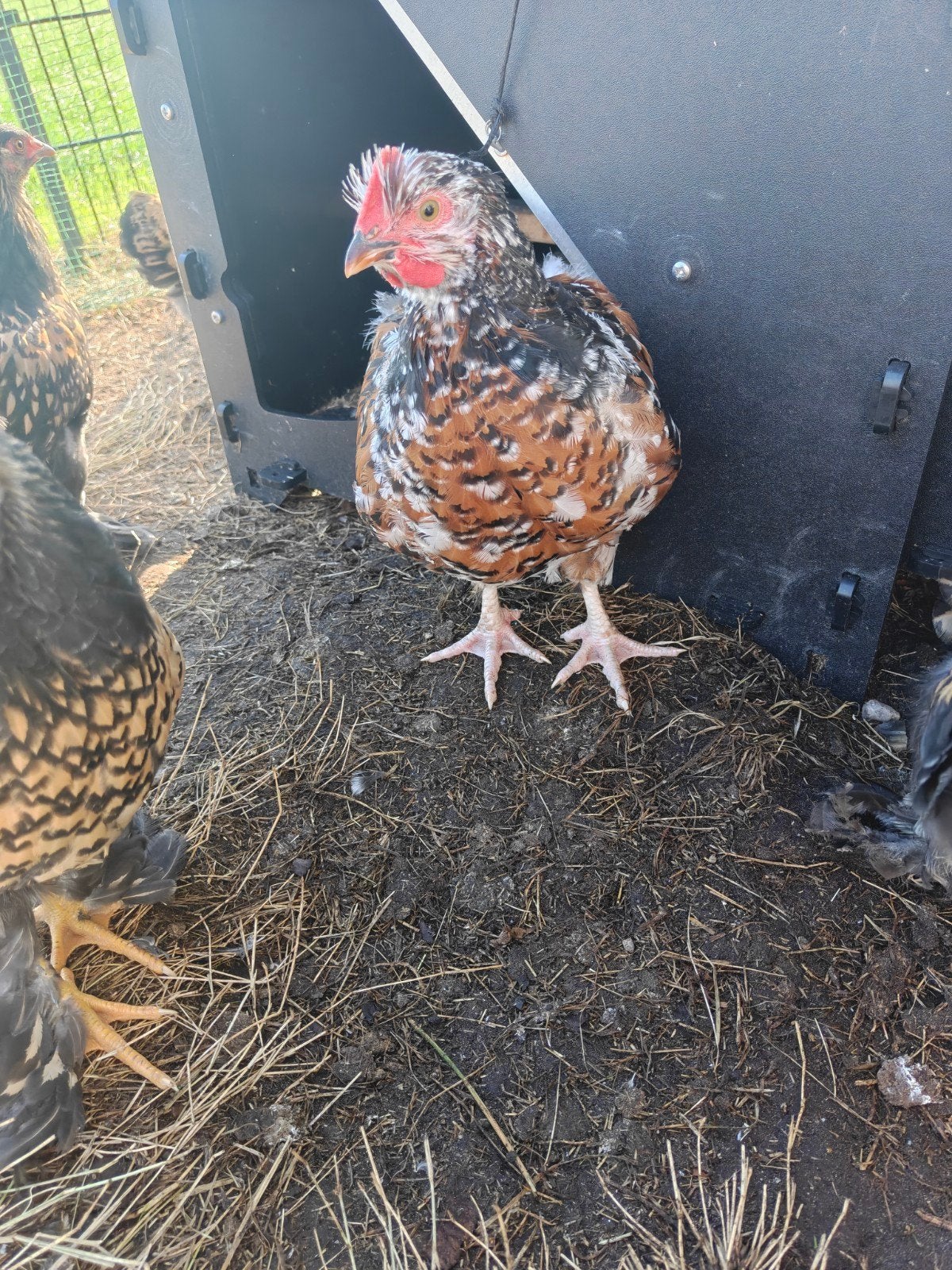 Orpington groot roodporselein, Geslacht onbekend, Kip