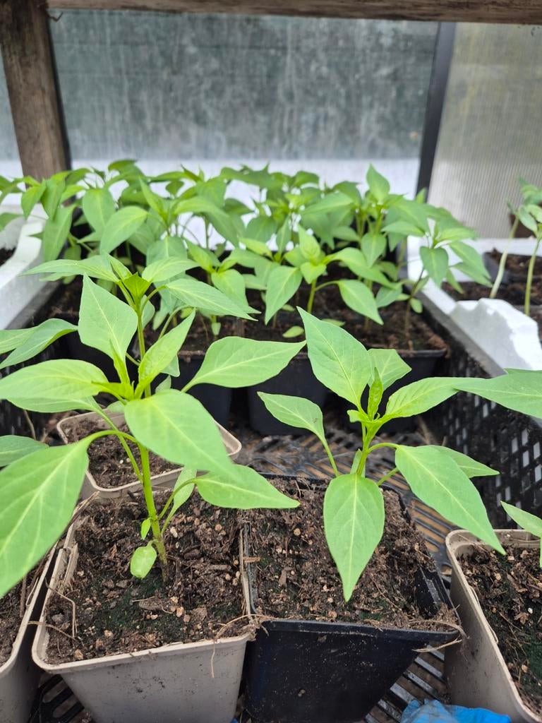 Zelf gekweekte stekjes: paprika, komkommer, pompoen, Tuin en Terras, Planten | Tuinplanten, Volle zon, Eenjarig, Ophalen of Verzenden