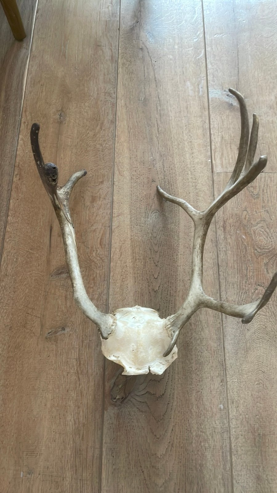 Gewei, Verzamelen, Dierenverzamelingen, Ophalen of Verzenden, Gebruikt, Gewei of Kop