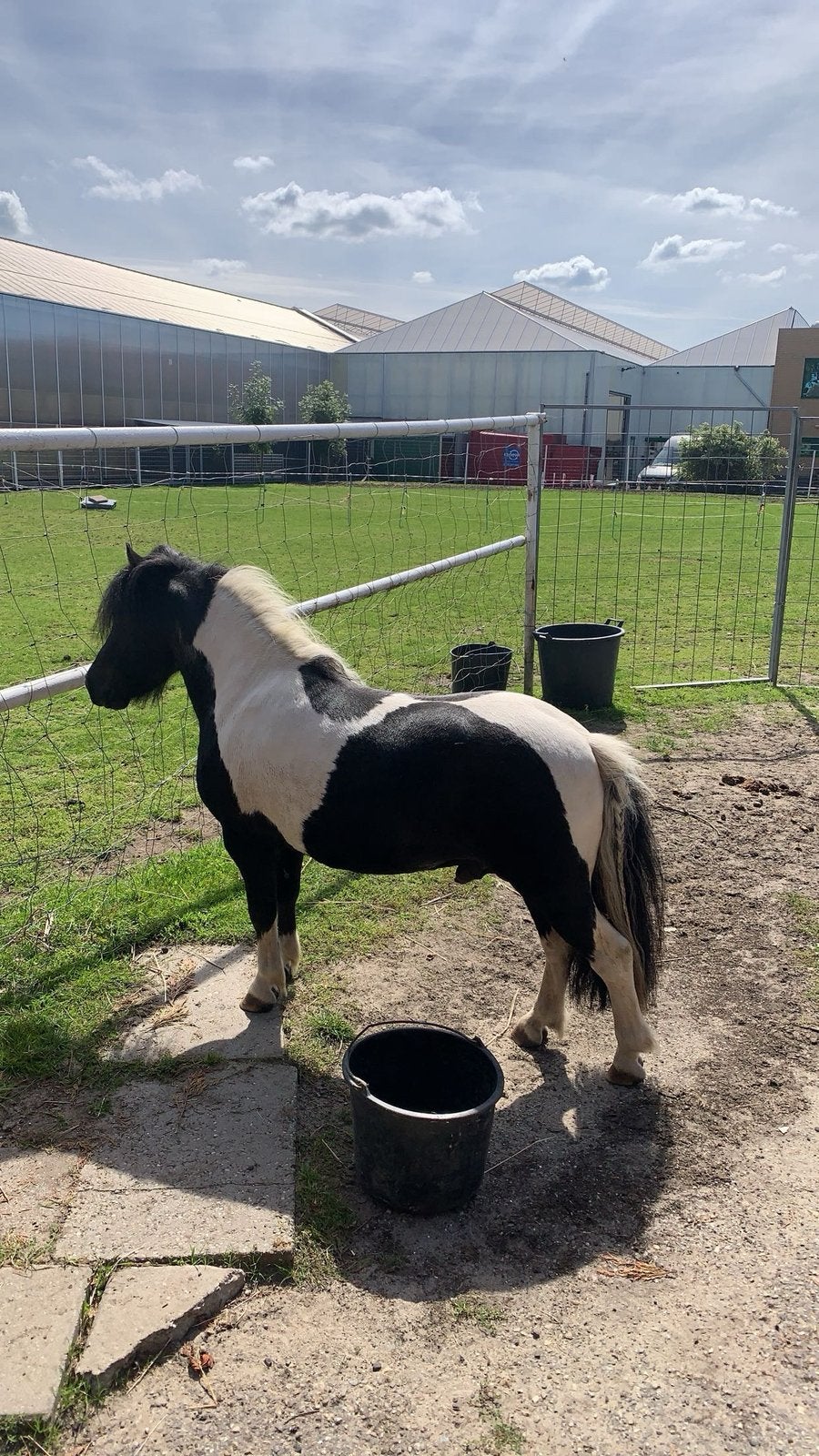 Zwart bonte hengst ter dekking, Dieren en Toebehoren, Hengst, A pony (tot 1.17m), Gechipt, 11 jaar of ouder
