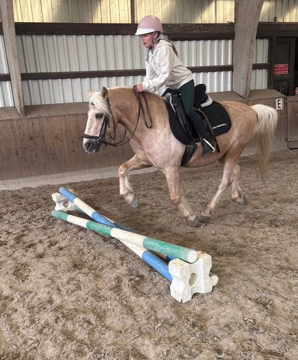 Lease, verzorg pony gezocht, Ophalen of Verzenden