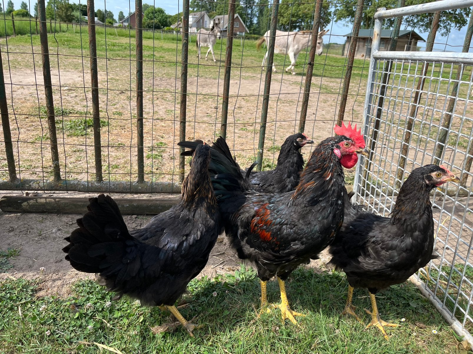 TE KOOP 3 HENNEN MET 1 HAAN, Dieren en Toebehoren, Meerdere dieren, Kip