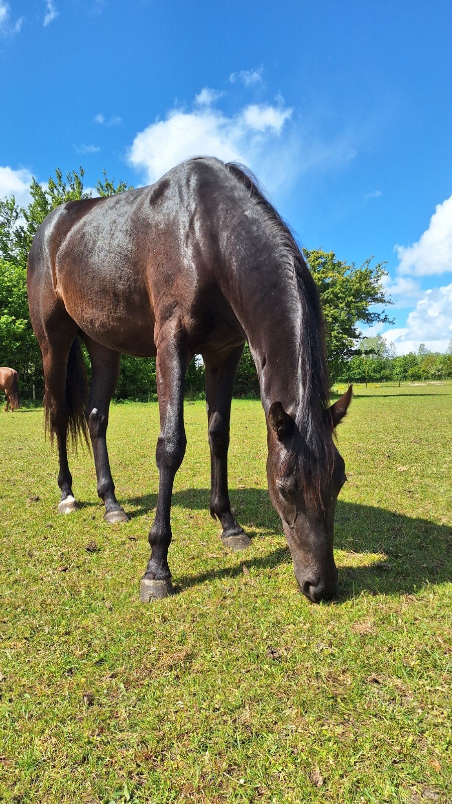 Stalling gezocht voor 2 jarige merrie