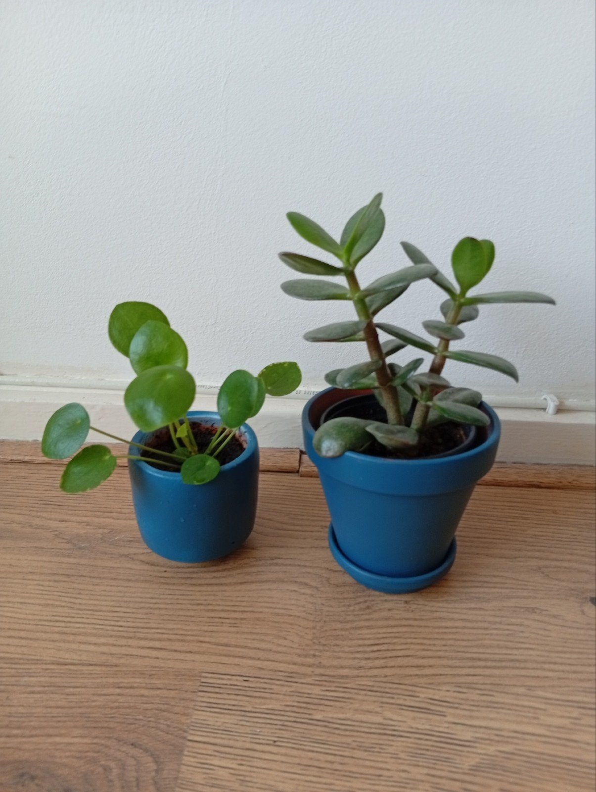 geluk boom Crassula), pannenkoek plant., Ophalen of Verzenden, Halfschaduw, Minder dan 100 cm