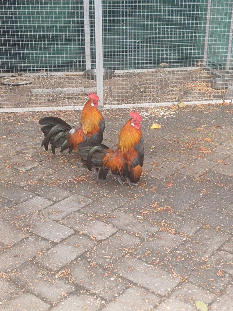 Leuke kleine haantjes, Dieren en Toebehoren, Pluimvee, Mannelijk, Kip