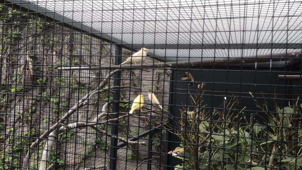 Gevraagd Kanaries, Dieren en Toebehoren, Meerdere dieren, Zangkanarie