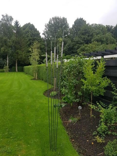 Mooie decoratieve lisdoddes