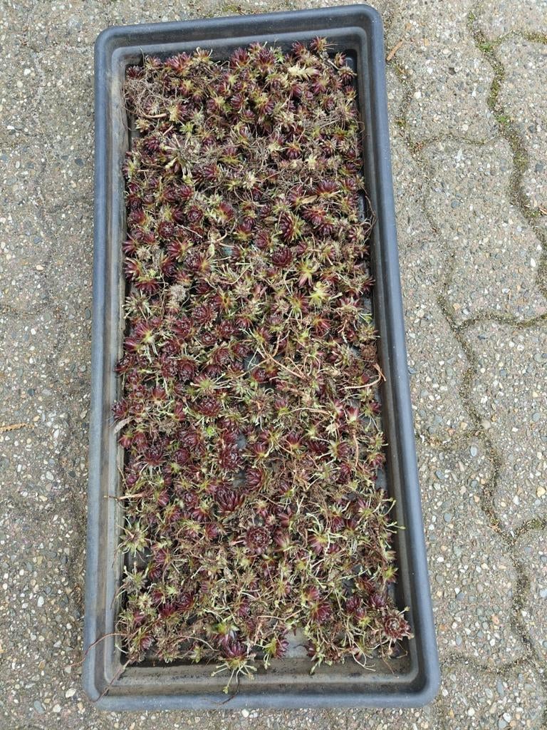 Winterharde Rotsplantjes €4/€8, Bodembedekkers, Volle zon, Vaste plant, Ophalen of Verzenden