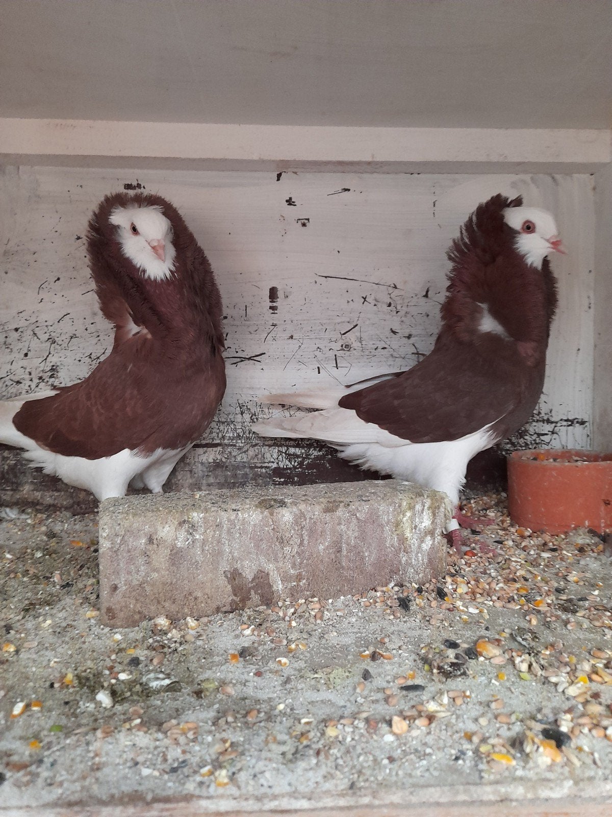te koop sierduiven Oudhollands kapucijnen duiven, Dieren en Toebehoren, Meerdere dieren