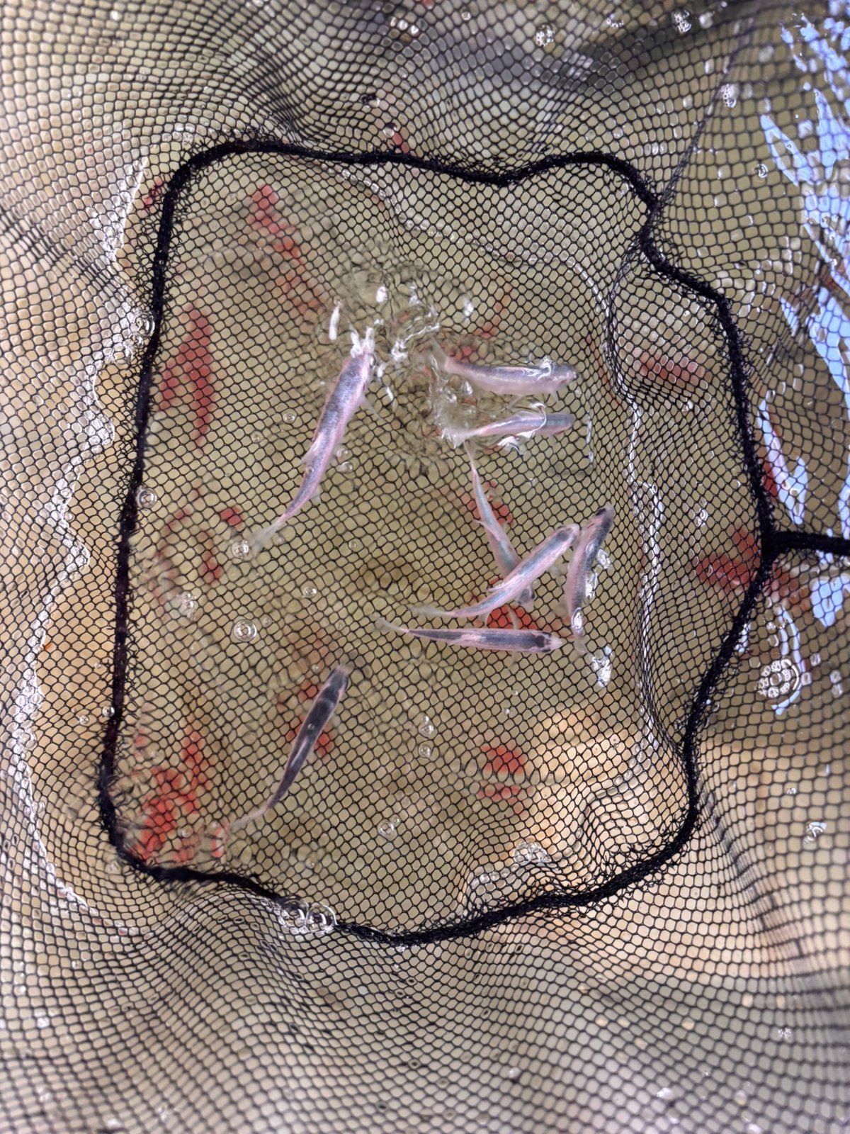 Blauw winde, Dieren en Toebehoren, Vissen | Vijvervissen, Karper of Koi