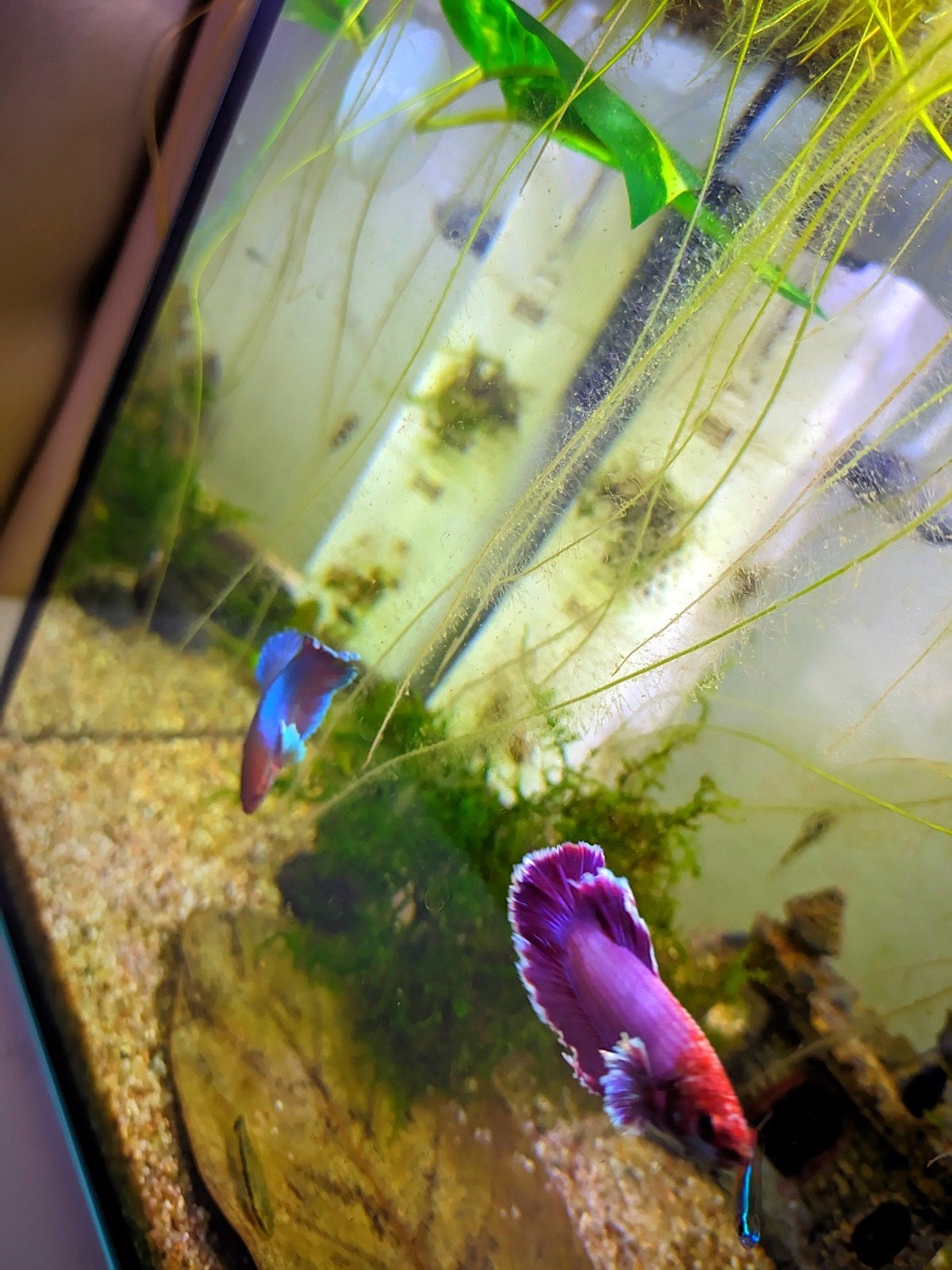 Paarse halfmoon Plakat Betta, Jong, Vis