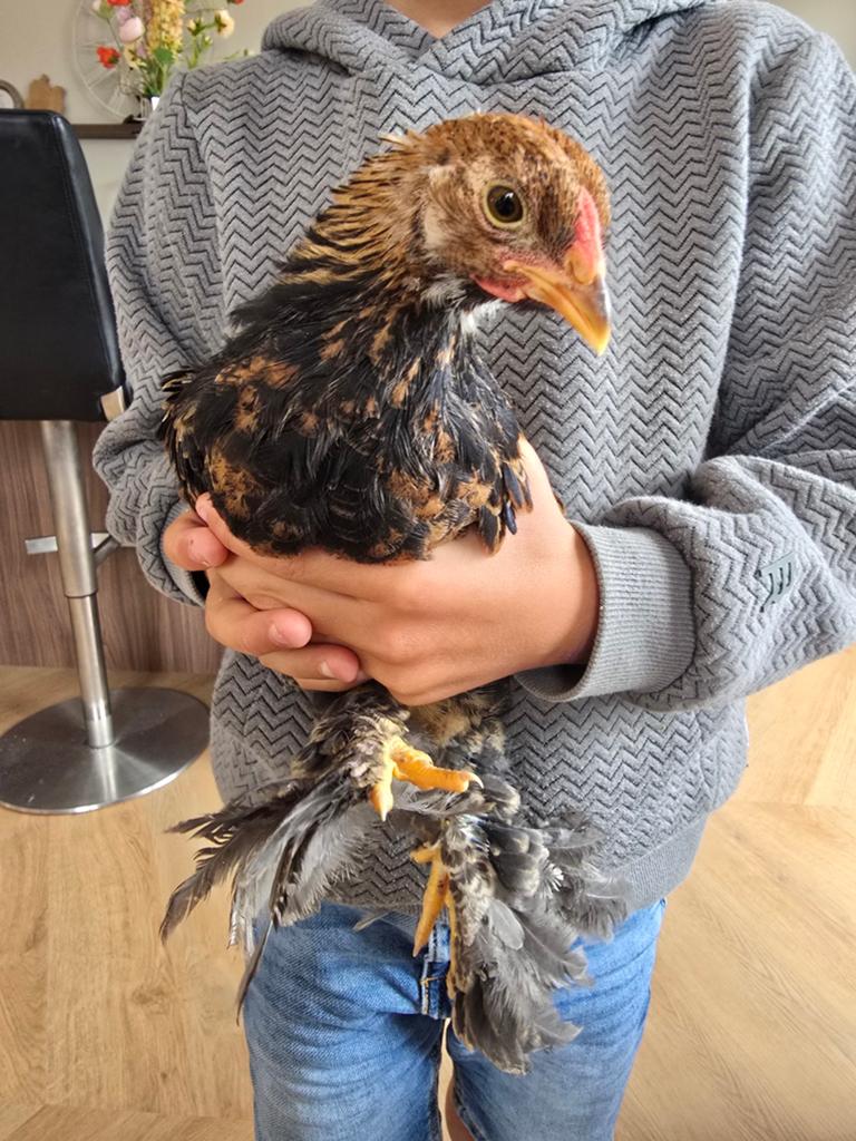 Mooie jonge handtamme Brahma kriel patrijs haantjes, Dieren en Toebehoren, Pluimvee, Mannelijk, Kip