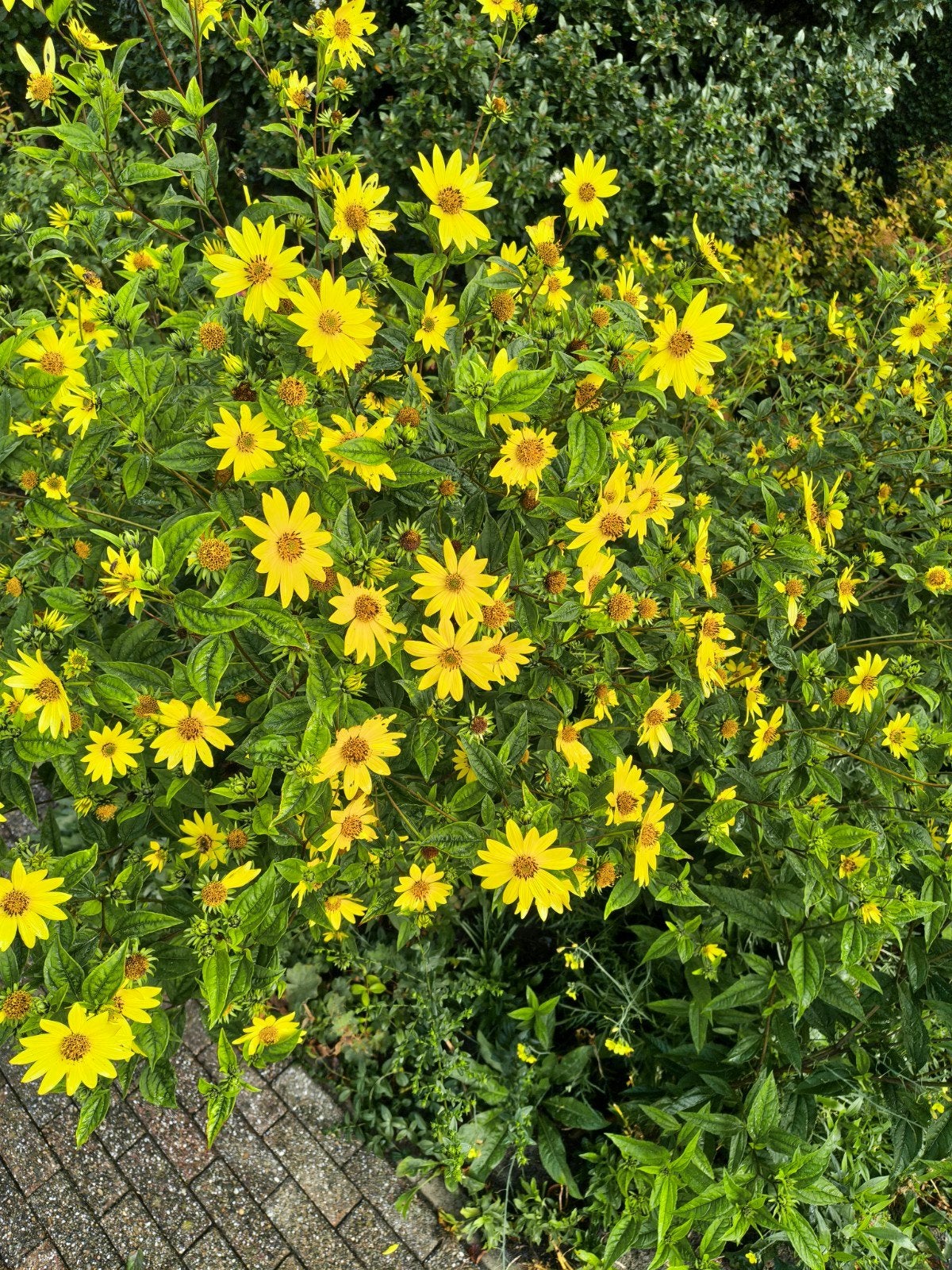Helianthus( biologisch) €5,00/pol 10x10cm, Tuin en Terras, Volle zon, Vaste plant, Herfst, Ophalen