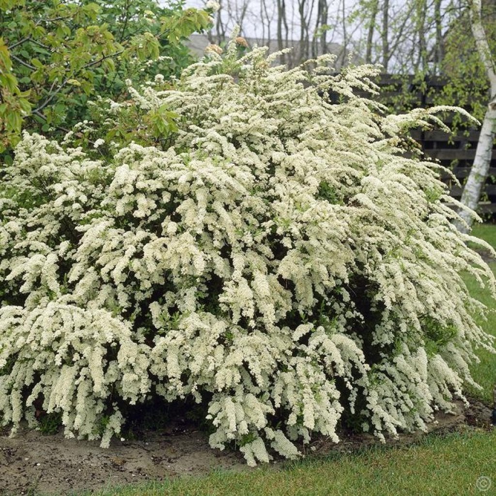 Spirea van houttei, spierstruik, inheems wit bloeiend, Ophalen of Verzenden, Overige soorten, Struik, Minder dan 100 cm