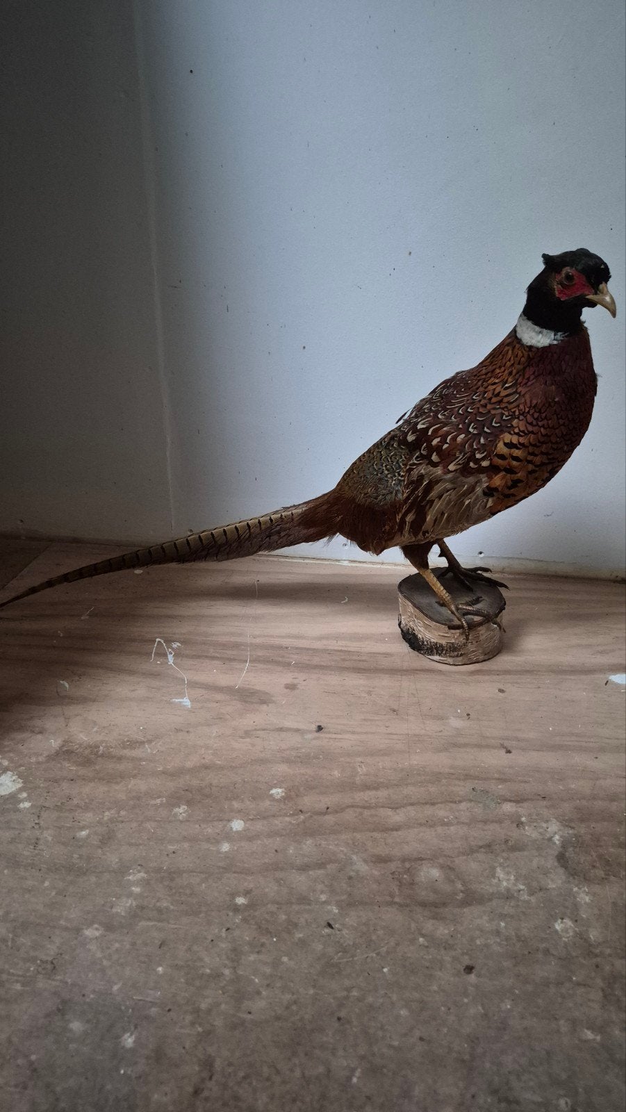 Prachtige Opgezette Fazant Taxidermie., Ophalen of Verzenden, Zo goed als nieuw, Vogel, Opgezet dier