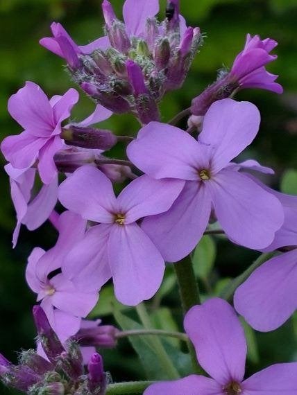 zaden Hesperis matronalis Violet, Verzenden, Voorjaar, Halfschaduw, Zaad