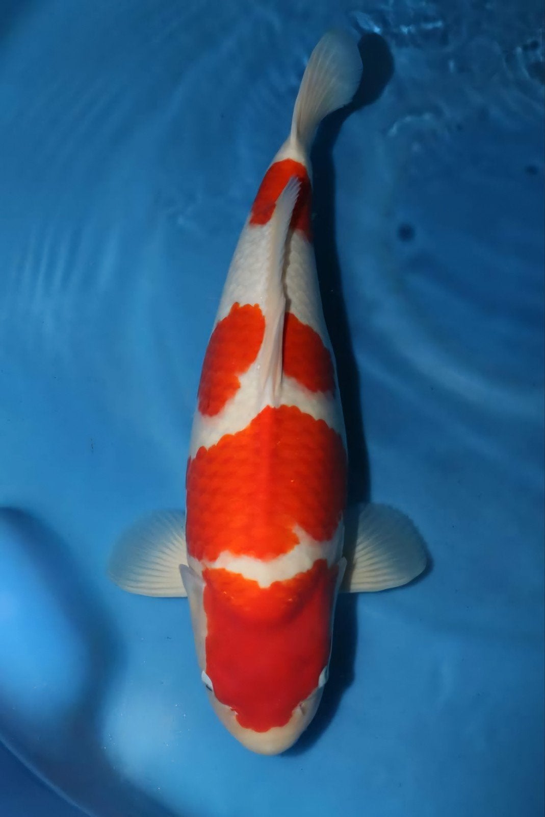 Te koop kohaku, Karper of Koi