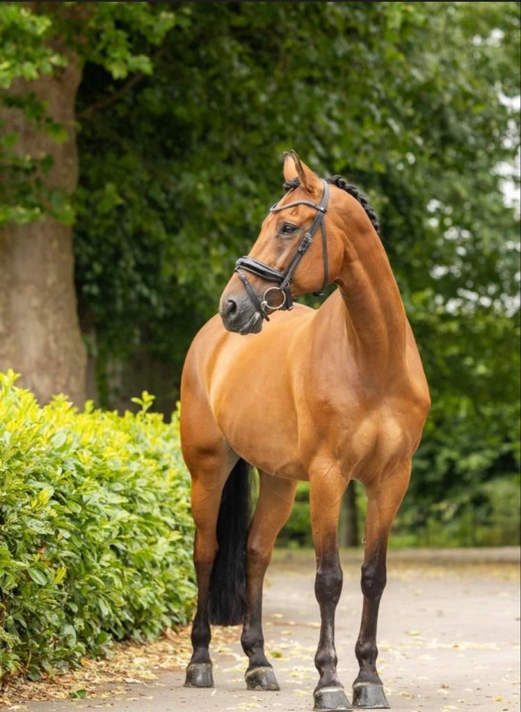 Een knappe ruin met een goed karakter!, Dieren en Toebehoren, Ruin, Dressuurpaard, 11 jaar of ouder, 165 tot 170 cm