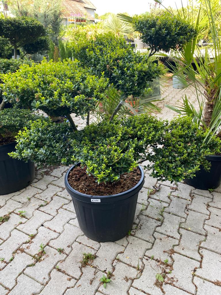Bonsai Ilex Crenata 'Green Hedge' - Japanse Hulst, Tuin en Terras, Planten | Tuinplanten, Volle zon, Vaste plant, Bloeit niet
