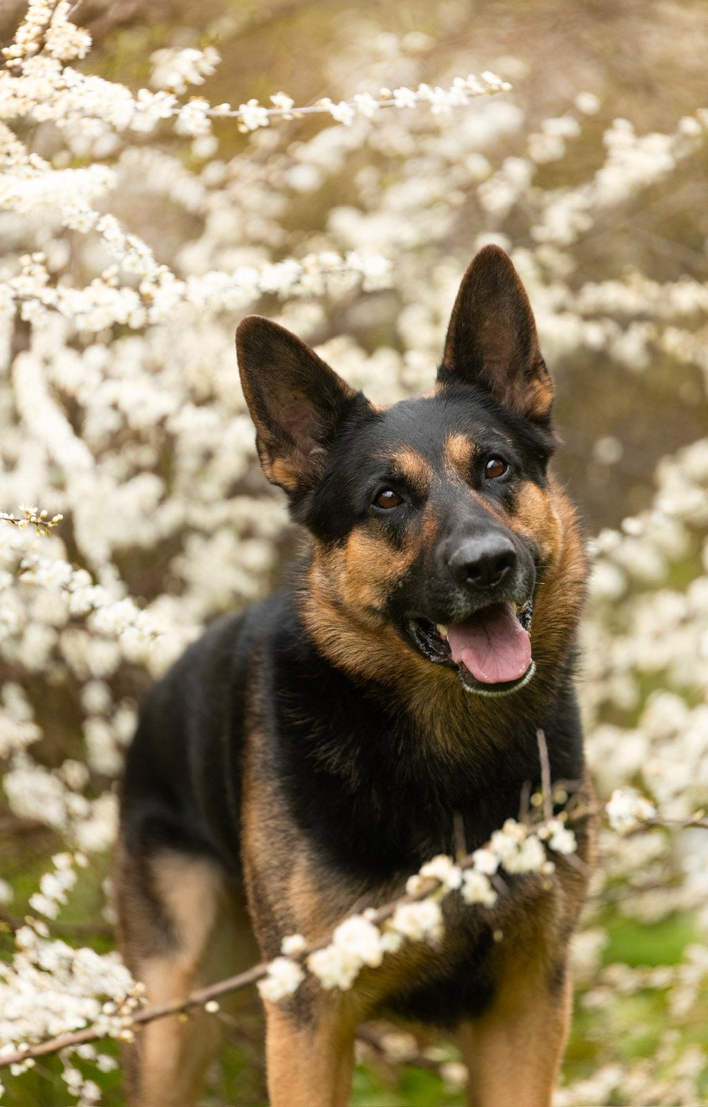 Dekreu, Reu, Eén hond, CDV (hondenziekte), 3 tot 5 jaar