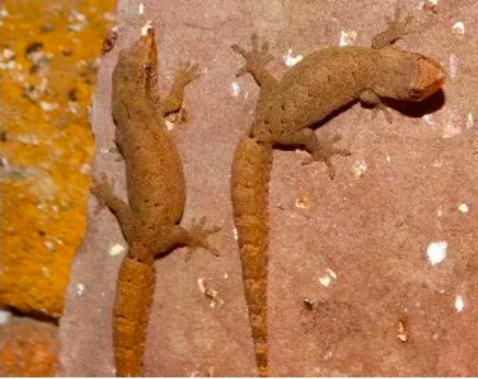 Gezocht rouwgekko, Dieren en Toebehoren, Reptielen en Amfibieën, Amfibie, 7 tot 10 jaar