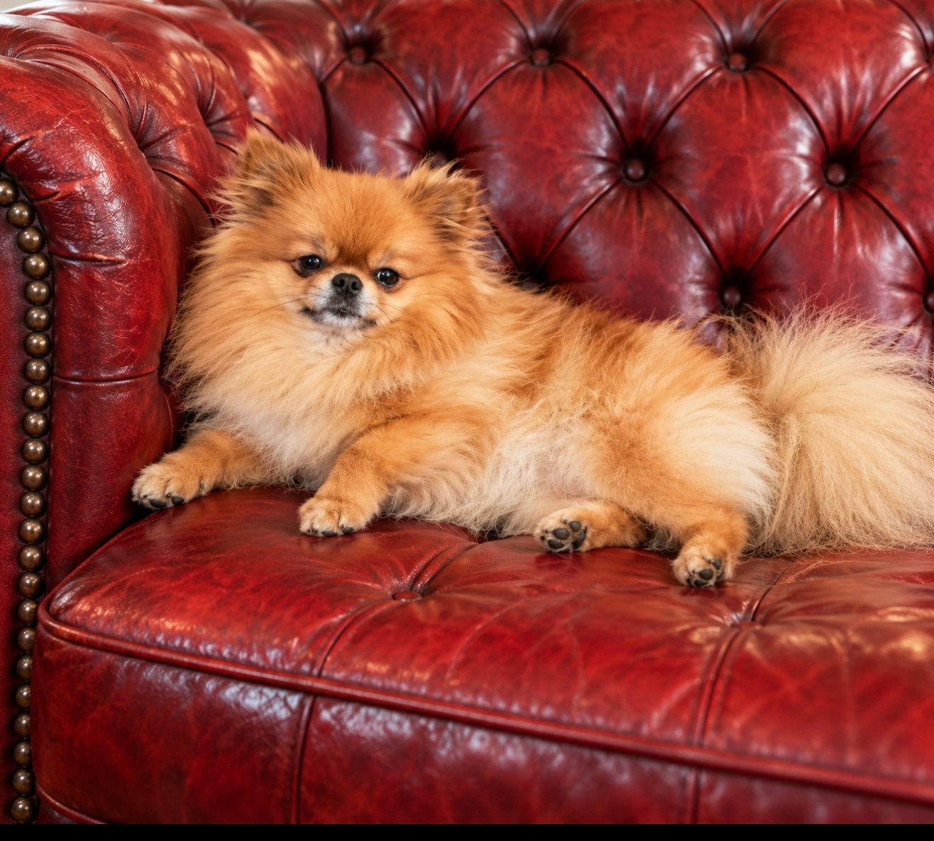 Pomeranian reu, CDV (hondenziekte), Eén hond, 3 tot 5 jaar, Nederland