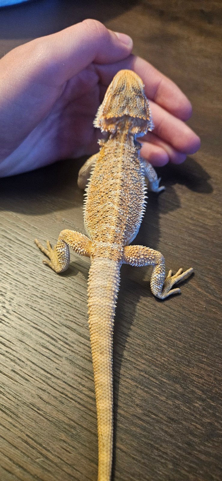 Baardagaam Bearded Dragon photo 2